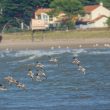 Barges rousses